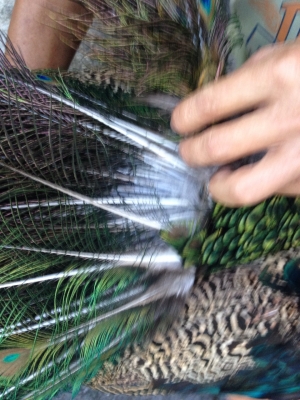 ขายนกยุงคับ เพราะตัวเมียตาย ขอขายราคาใหม่คับ 5000 เอาไปเลยคับ