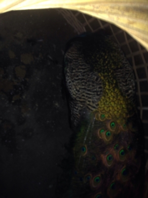 ขายนกยุงคับ เพราะตัวเมียตาย ขอขายราคาใหม่คับ 5000 เอาไปเลยคับ