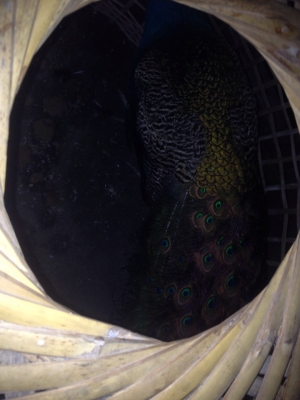 ขายนกยุงคับ เพราะตัวเมียตาย ขอขายราคาใหม่คับ 5000 เอาไปเลยคับ