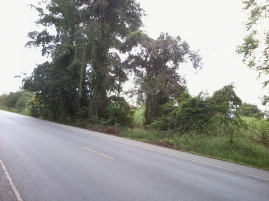 ขายที่ดิน 7ไร่ 2งาน 80 ตรว. ติดทางหลวง201 กม.17 อ.สีคิ้ว ขายที่ดิน 7ไร่ 2งาน 80 ตรว. ติดทางหลวง201 กม.17 อ.สีคิ้ว