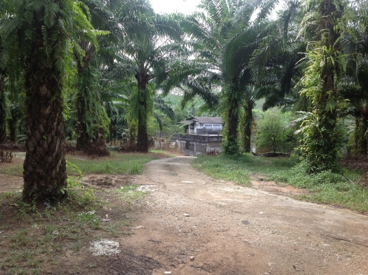 ขายชีวิวเขาไข่นุ้ยพร้อมสวนปาร์มขายถูกมาก