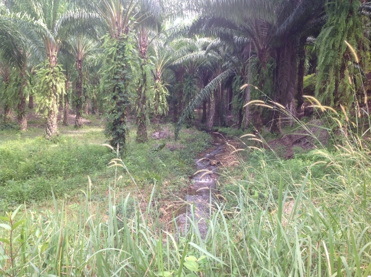 ขายชีวิวเขาไข่นุ้ยพร้อมสวนปาร์มขายถูกมาก