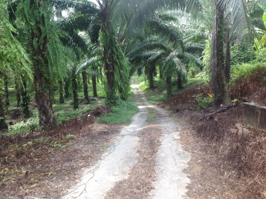 ขายชีวิวเขาไข่นุ้ยพร้อมสวนปาร์มขายถูกมาก