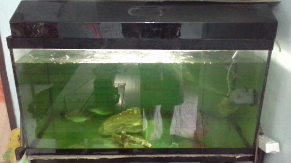 ขายตู้ปลา 36 นิ้ว   ไม่มีฝาครับ