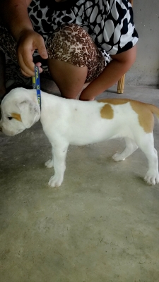 (ขออนุญาตินอกเรื่องครับ) ขายสุนัข อเมริกัน พิทบูล