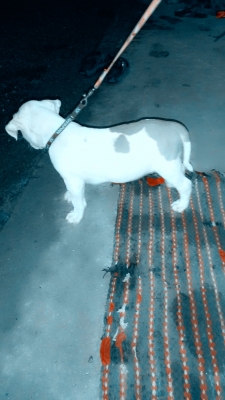 (ขออนุญาตินอกเรื่องครับ) ขายสุนัข อเมริกัน พิทบูล