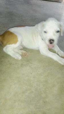 (ขออนุญาตินอกเรื่องครับ) ขายสุนัข อเมริกัน พิทบูล