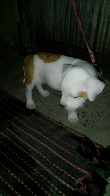 (ขออนุญาตินอกเรื่องครับ) ขายสุนัข อเมริกัน พิทบูล