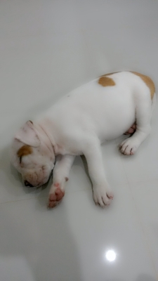 (ขออนุญาตินอกเรื่องครับ) ขายสุนัข อเมริกัน พิทบูล