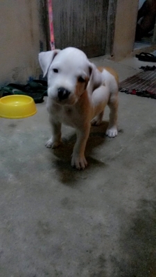 (ขออนุญาตินอกเรื่องครับ) ขายสุนัข อเมริกัน พิทบูล