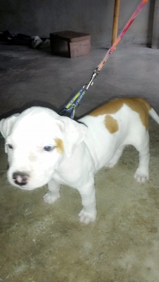 (ขออนุญาตินอกเรื่องครับ) ขายสุนัข อเมริกัน พิทบูล