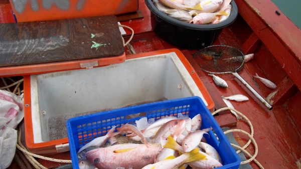 ขายเรือประมง 5 วา