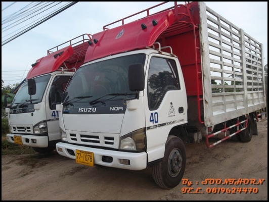 ขายด่วน รถบรรทุก 6 ล้อ ISUZU NQR 150 แรง EURO-2 รถห้างแท้ ปี49  ช่วงยาว 5.5M สภาพสวย พร้อมใช้งาน ราคาสุดคุ้ม