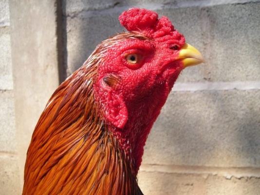 BMW 520 e28 สีเทา ติดแ็ก็ส เกียร์ออโต้ เอกสารชุดโอนครบพร้อมโอน BMW 520 e28 สีเทา ติดแ็ก็ส เกียร์ออโต้ เอกสารชุดโอนครบพร้อมโอน