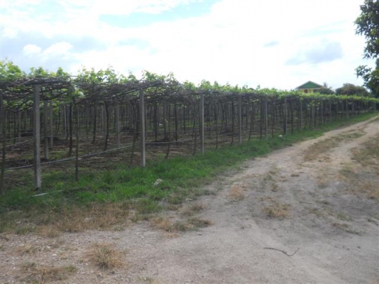 ขายไร่องุ่น8ไร่วิวสวยใกล้เมืองปากช่องพร้อมดำเนินกิจการต่อ ขายไร่องุ่น8ไร่วิวสวยใกล้เมืองปากช่องพร้อมดำเนินกิจการต่อ