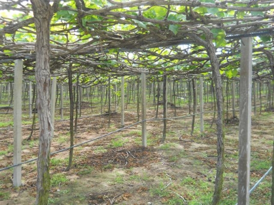 ขายไร่องุ่น8ไร่วิวสวยใกล้เมืองปากช่องพร้อมดำเนินกิจการต่อ ขายไร่องุ่น8ไร่วิวสวยใกล้เมืองปากช่องพร้อมดำเนินกิจการต่อ