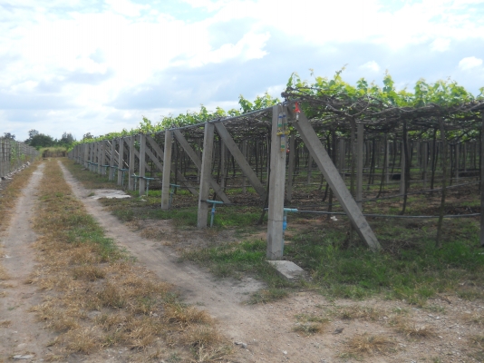 ขายไร่องุ่น8ไร่วิวสวยใกล้เมืองปากช่องพร้อมดำเนินกิจการต่อ