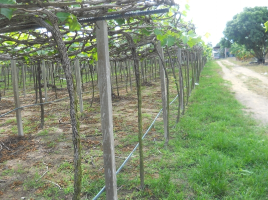 ขายไร่องุ่น8ไร่วิวสวยใกล้เมืองปากช่องพร้อมดำเนินกิจการต่อ ขายไร่องุ่น8ไร่วิวสวยใกล้เมืองปากช่องพร้อมดำเนินกิจการต่อ