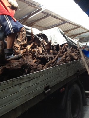 ขายเหมารากไม้เคียม