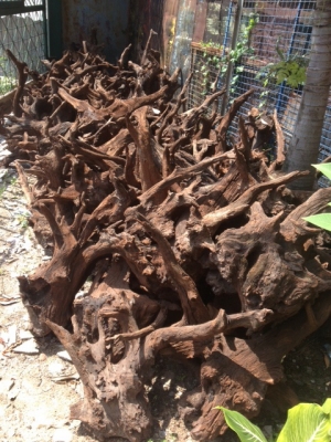 ขายเหมารากไม้เคียม