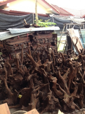 ขายเหมารากไม้เคียม