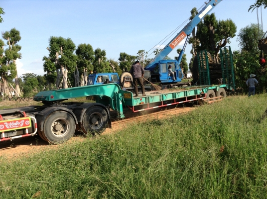 ขายหัวลาก พร้อมหางต่อใหม่