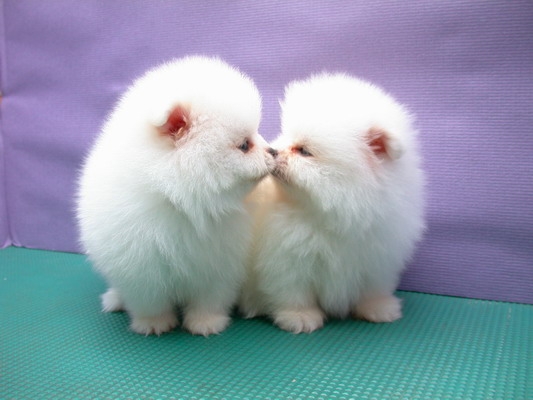 งดชั่วคราวงดชั่วคราว