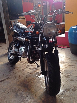 ขายgorilla Stallion