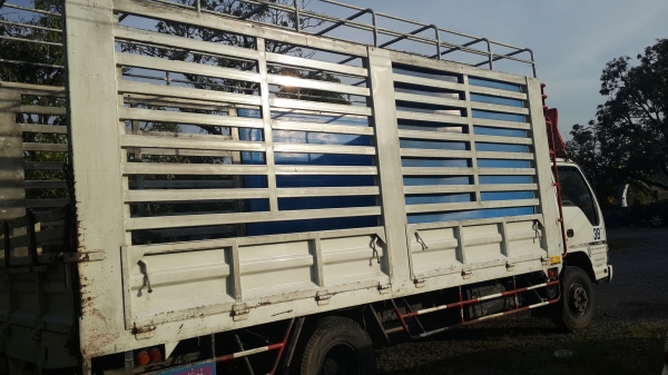 ขาย6ล้อ isuzu  NQR 150แรงม้า ยาว5.5เมตร