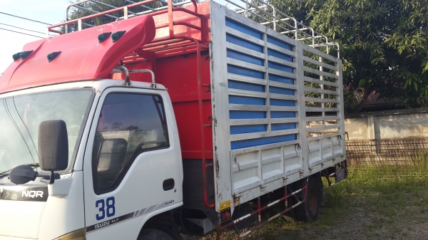 ขาย6ล้อ isuzu  NQR 150แรงม้า ยาว5.5เมตร