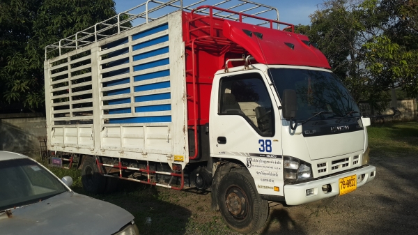 ขาย6ล้อ isuzu  NQR 150แรงม้า ยาว5.5เมตร