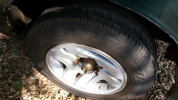 ***ขายแล้วครับขอบคุณ Truck2hand ขายกระบะแค็ปมังกรทอง87 ยอดนิยม isuzu spacecab 2.5sl 87hp ปี34/91 เครื่องมังกรทอง แน่นๆแห้ง แรงดี ประหยัด ช่วงล่างคัสซีสวยไม่ผุ กระบะดีมีพื้นปูกระบะ ล้อแม็ก หัวเดิม ภายในสวย คอนโซลเต็ม พ.ธรรมดา แอร์เย็น สีดีมีรอยขีดข่วนบ้าง