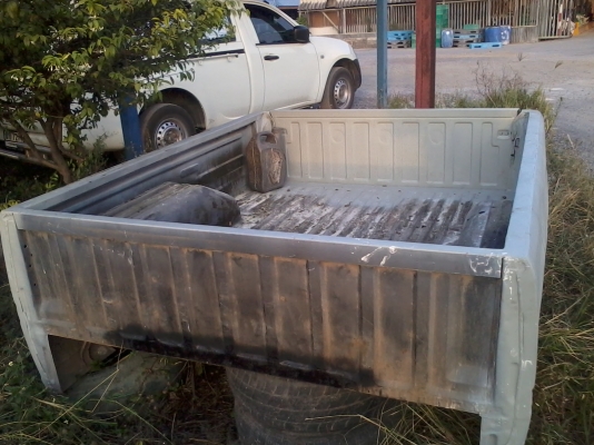 ขายลูกกะบะมังกรทองแค็ป กะบะแท้ ขายลูกละ 5500