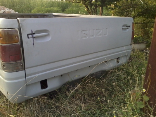 ขายลูกกะบะมังกรทองแค็ป กะบะแท้ ขายลูกละ 5500