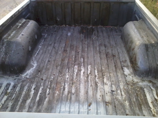 ขายลูกกะบะมังกรทองแค็ป กะบะแท้ ขายลูกละ 5500