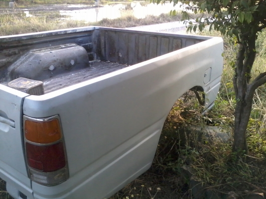 ขายลูกกะบะมังกรทองแค็ป กะบะแท้ ขายลูกละ 5500