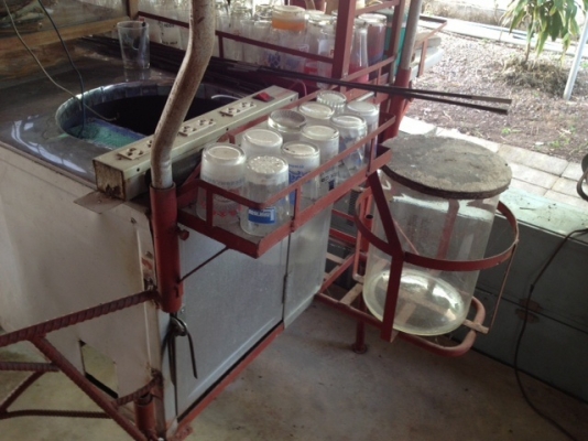 @@@@@ ขายรถร้านค้าพ่วงข้าง @@@@@ @@@@@ ขายรถร้านค้าพ่วงข้าง @@@@@