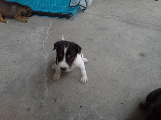 หาผู้ใจบุญรับลูกหมาไปเลี้ยงดูแล5ตัวตัวเมีย3ตัวผู้2ตัว