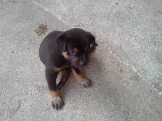 หาผู้ใจบุญรับลูกหมาไปเลี้ยงดูแล5ตัวตัวเมีย3ตัวผู้2ตัว