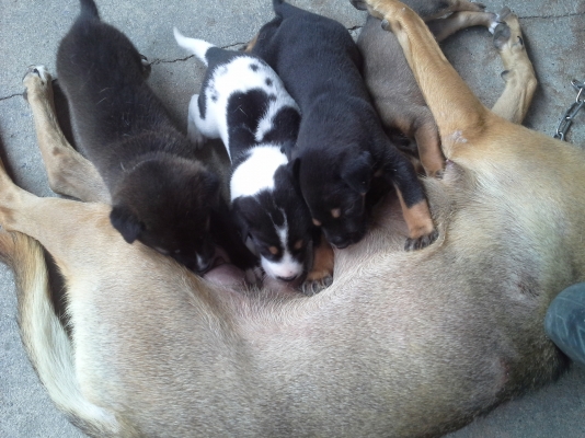 หาผู้ใจบุญรับลูกหมาไปเลี้ยงดูแล5ตัวตัวเมีย3ตัวผู้2ตัว