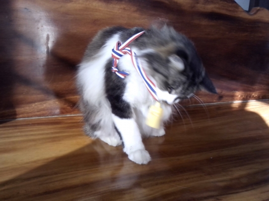 bmw k100ltสภาพสวยดี