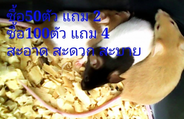 ///จำหน่าย หนูไมล์ แช่แข็ง หนูไมล์ เป็น ทุกไซส์ สะอาด ราคาถูก//