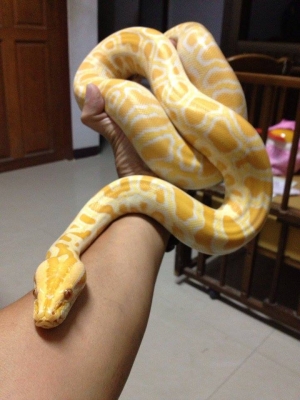 ///จำหน่าย หนูไมล์ แช่แข็ง หนูไมล์ เป็น ทุกไซส์ สะอาด ราคาถูก//