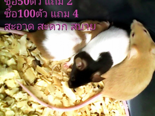 ///จำหน่าย หนูไมล์ แช่แข็ง หนูไมล์ เป็น ทุกไซส์ สะอาด ราคาถูก//