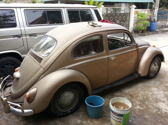 ขายเต่า