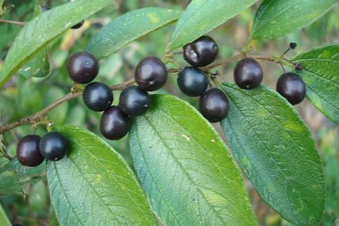 ขออนุญาติพี่เสือ ขายที่ดิน สปก. ถูกต้องตามกฎหมาย 14 ไร่ 3 แสน 5 หมื่น ต่อรองราคาได้