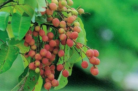 ขออนุญาติพี่เสือ ขายที่ดิน สปก. ถูกต้องตามกฎหมาย 14 ไร่ 3 แสน 5 หมื่น ต่อรองราคาได้ ขออนุญาติพี่เสือ ขายที่ดิน สปก. ถูกต้องตามกฎหมาย 14 ไร่ 3 แสน 5 หมื่น ต่อรองราคาได้