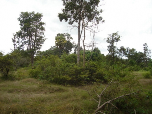 ขออนุญาติพี่เสือ ขายที่ดิน สปก. ถูกต้องตามกฎหมาย 14 ไร่ 3 แสน 5 หมื่น ต่อรองราคาได้ ขออนุญาติพี่เสือ ขายที่ดิน สปก. ถูกต้องตามกฎหมาย 14 ไร่ 3 แสน 5 หมื่น ต่อรองราคาได้