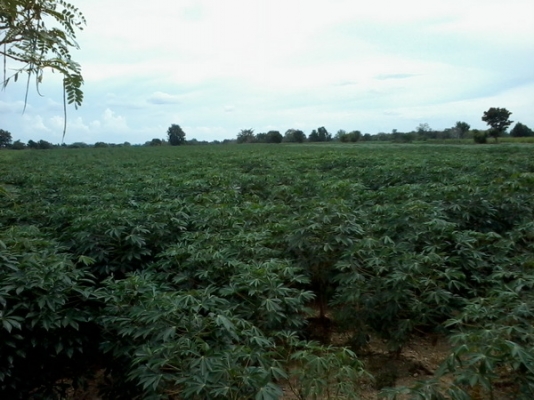 ขายด่วนที่ดิน 34 ไร่ 2 งาน ราคา 170,000 บาทต่อไร่ ติดถนนสาธารณะ อ.สีคิ้ว จ.นครราชสีมา