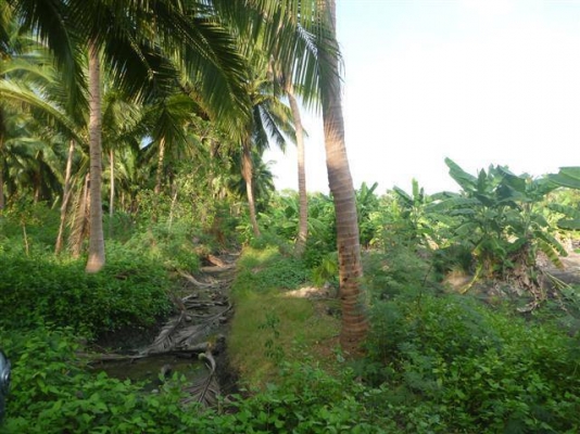 มีที่สวนมะพร้าวสมุทรสงคราม แม่กลอง ลาดเป้ง ต.นางตะเคียน ต.คลองเขิน ให้เช่าหลายแปลงหลายสิบไร่แปลงมีทั้งที่น้ำจืดและน้ำกร่อยไร่ละ300บ.ต่อเดือน ราคาต่อรองได้ลดได้ลด สนใจติดต่อ 0861721580 นัย เบอร์เดียวโทรได้24ชม.